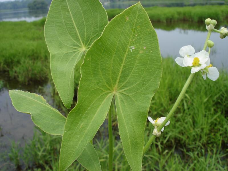 Arrowhead Outdoor Alabama
